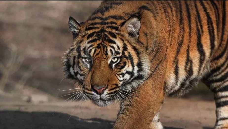 Tiger Terror in Uttarakhand: बाघ के एक के बाद एक हमलों से सहमा CTR प्रशासन, सफारी पर लगी रोक