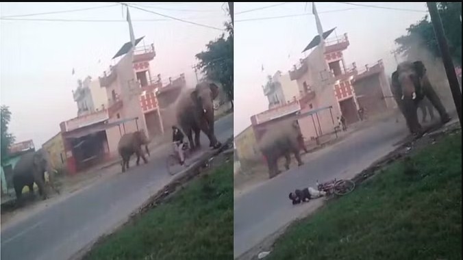 Haridwar: हाथियों के झुंड ने road पर मचाया तांडव, डर के मारे भागने लगे लोग, गिरा साइकिल सवार... अटकी सांसें
