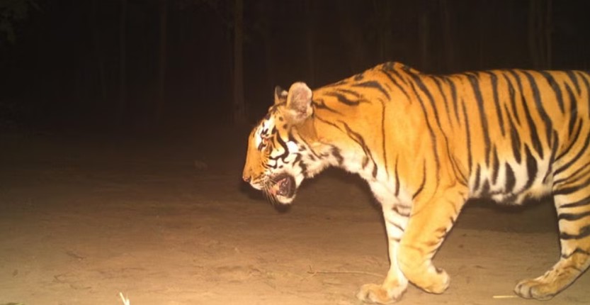 Dehradun: बाघ ने सिंगली गांव में चार साल के बच्चे को आंगन से उठाकर जंगल में ले जाने के बाद उसका शव रातभर में बरामद किया