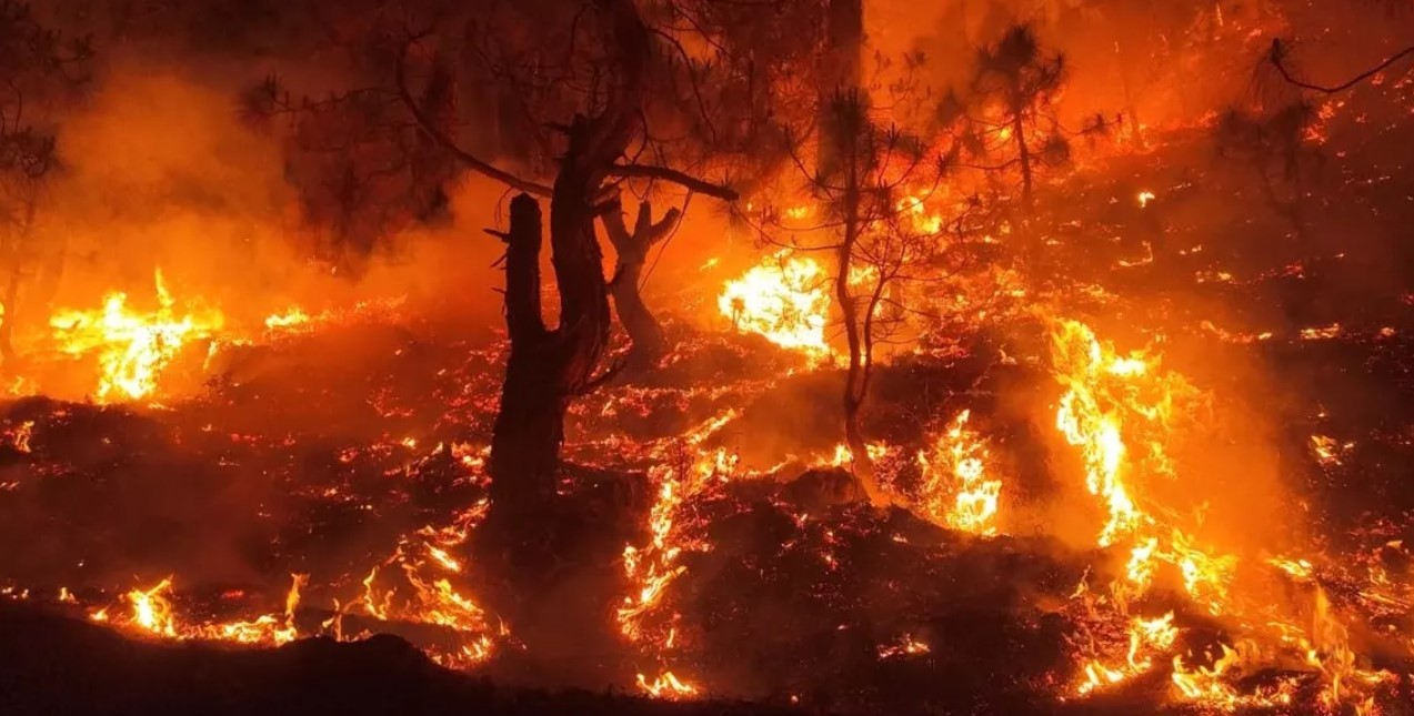 Uttarakhand Forest Fire: आज CM का देहरादून में होगी बैठक, जानिए जंगल में आग रोकने के लिए सरकार ने क्या कदम उठाया?
